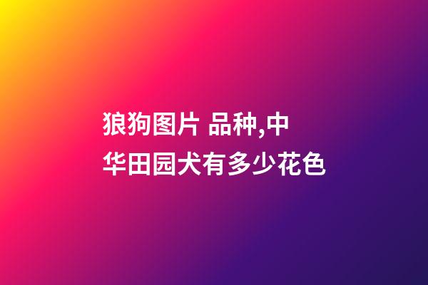 狼狗图片 品种,中华田园犬有多少花色-第1张-观点-玄机派